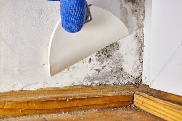 Best Black Mold Removal  in Hoxie, AR