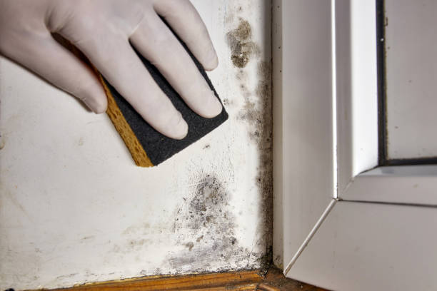 Best Basement Mold Removal  in Hoxie, AR